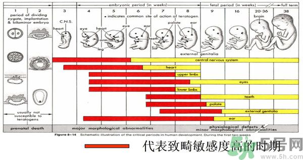 寨卡病毒是不是與基因突變有關系?