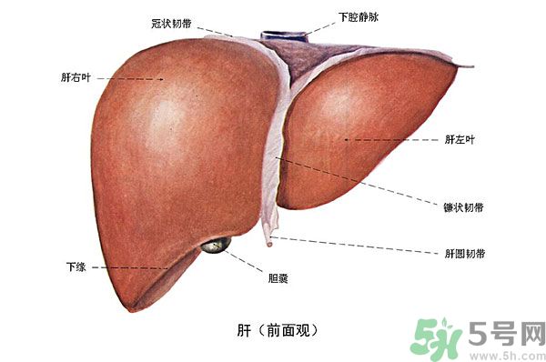 得了脂肪肝該怎么治？脂肪肝對人體危害有多大？