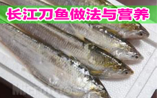 長江刀魚