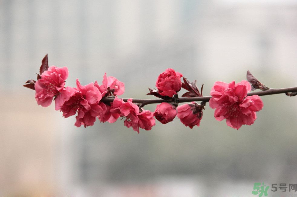 什么花可以凈化空氣？什么花可以減肥？