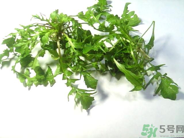 薺菜可以泡水喝嗎？薺菜泡水喝有什么好處？