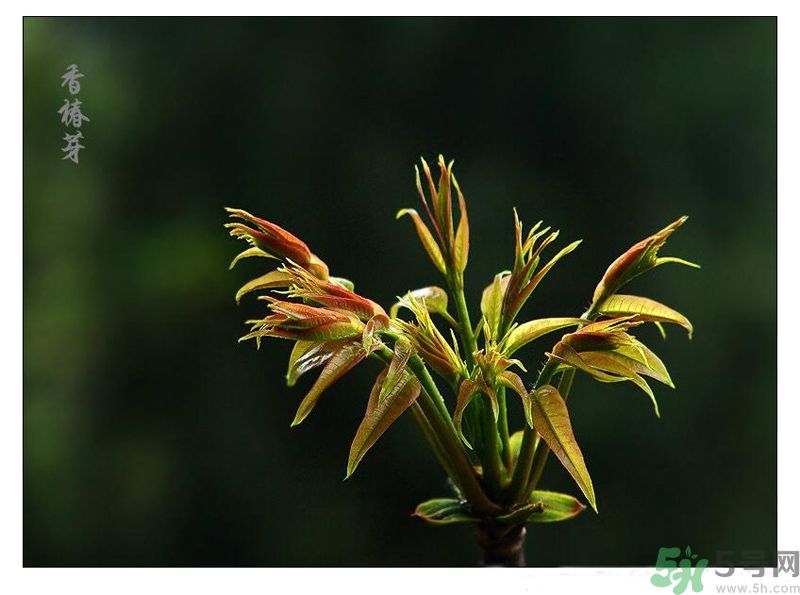 吃香椿有什么好處？香椿可以預(yù)防疾病嗎？