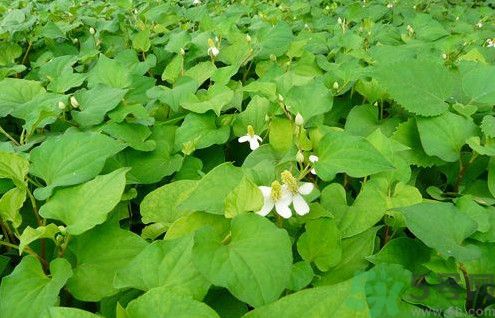 魚(yú)腥草孕婦可以吃嗎？魚(yú)腥草懷孕的人能吃嗎？