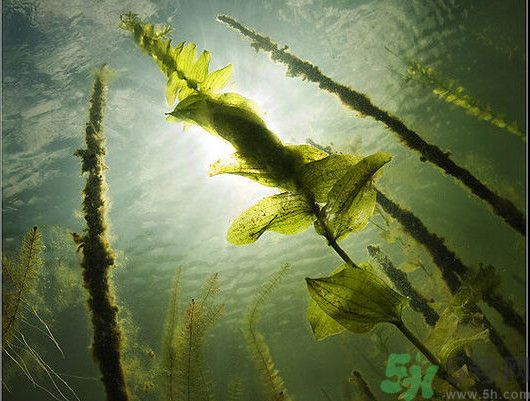 海帶用冷水泡還是熱水泡發(fā)？海帶怎么泡才不會(huì)發(fā)硬？