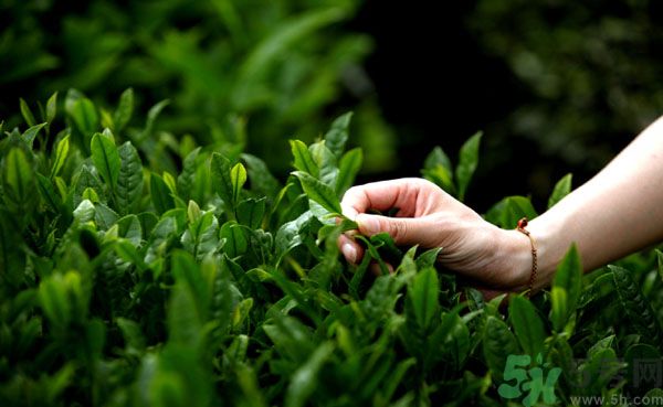 立夏喝什么茶好？立夏不能喝什么茶？