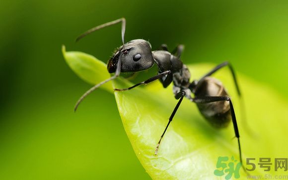 家里有螞蟻怎么辦？驅(qū)除螞蟻的方法是什么？