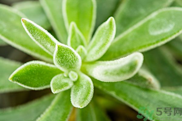 多肉植物需要澆水嗎？多肉植物澆水可以澆到葉子上嗎？