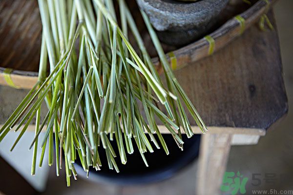 天竺葵有驅(qū)蚊作用嗎？什么植物能驅(qū)蚊子？