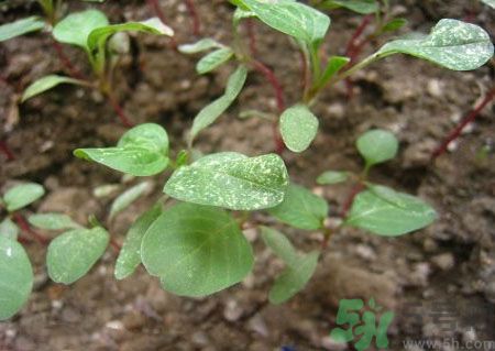 莧菜葉子上有白點(diǎn)是怎么回事？莧菜葉子上有白點(diǎn)可以吃嗎？