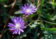 紫花苦菜和黃花苦菜哪個好？紫花苦菜和黃花苦菜有什么區(qū)別？