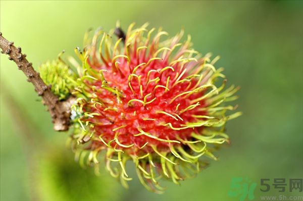 孕婦可以吃紅毛丹嗎？孕婦吃紅毛丹好嗎？