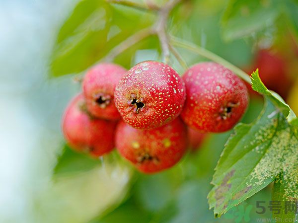 尿酸高能吃山楂嗎？痛風(fēng)能吃山楂嗎？