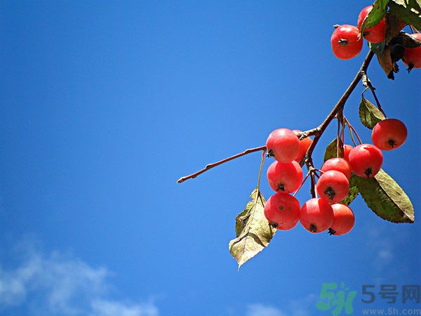 尿酸高能吃山楂嗎？痛風能吃山楂嗎？