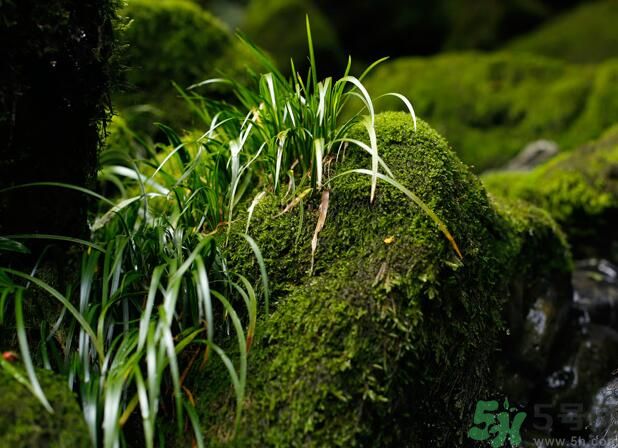 什么樣的菖蒲好？怎樣選購(gòu)菖蒲？