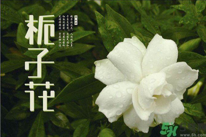 梔子花茶可以補血嗎？貧血可以喝梔子花茶嗎？