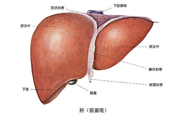 臉上長痘能吃南瓜嗎？臉上長痘吃南瓜好不好？