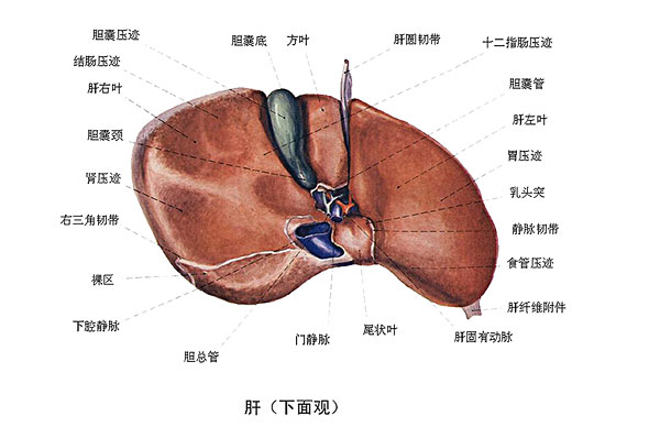 臉上長痘能吃南瓜嗎？臉上長痘吃南瓜好不好？