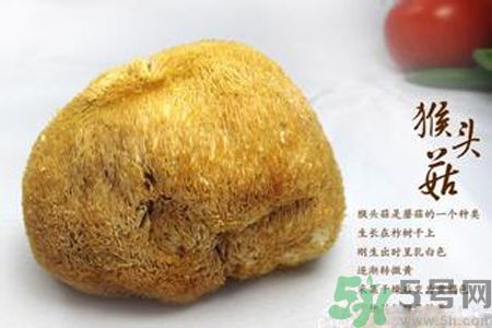 猴頭菇是發(fā)物嗎？猴頭菇是不是發(fā)物？