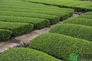 綠茶可以去黑眼圈嗎？綠茶去黑眼圈的方法