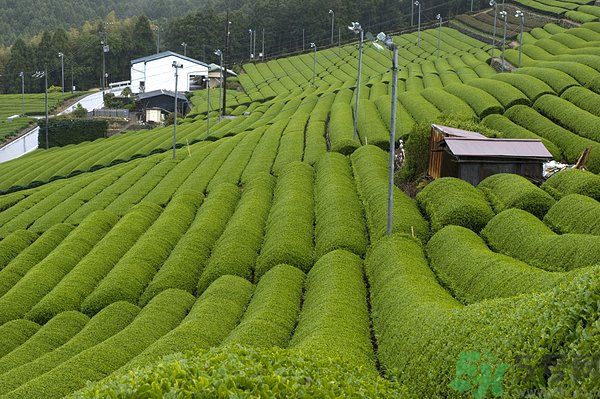 綠茶可以去黑眼圈嗎？綠茶去黑眼圈的方法