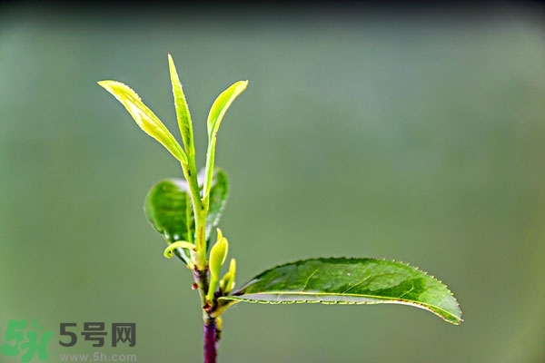 綠茶是酸性還是堿性?綠茶是酸性的嗎？