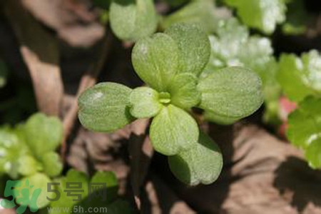 馬齒莧是熱性還是涼性？馬齒莧是涼性嗎？