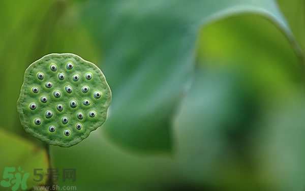 蓮子芯泡茶有什么功效？蓮子心的功效與作用