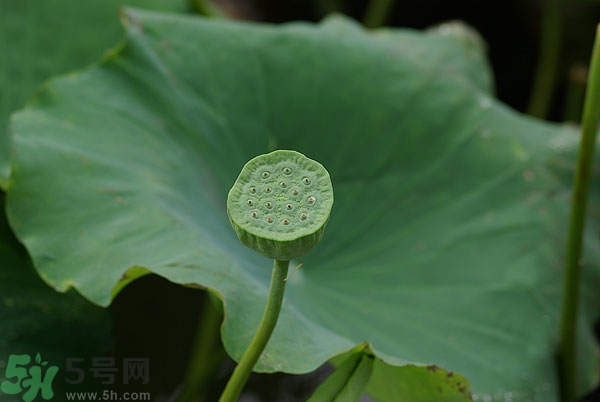 蓮子芯泡茶有什么功效？蓮子心的功效與作用