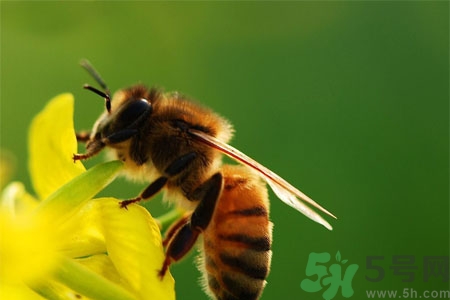 被蜜蜂蟄了怎么辦？被蜜蜂蟄了如何處理？