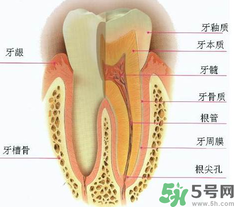 牙齒根管治療多少錢？根管治療一顆要多少錢？