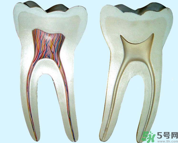 牙齒根管治療多少錢？根管治療一顆要多少錢？