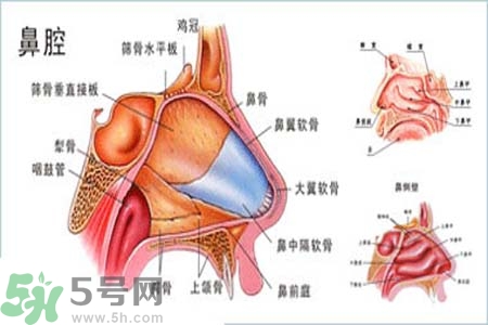 鼻竇炎的護(hù)理措施？鼻竇炎的飲食護(hù)理？