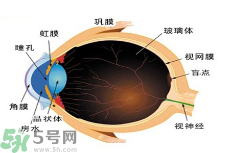 近視眼的護(hù)理措施？近視眼的飲食護(hù)理？