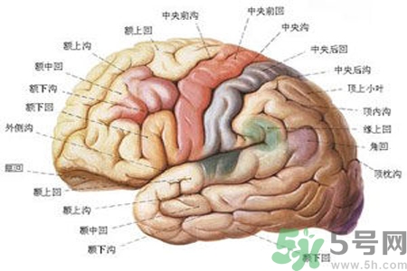 腦出血的治療方法是什么？腦出血可以用哪些藥物治療？