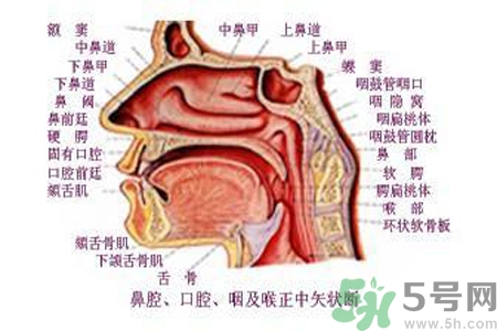 鼻咽癌的日常措施是什么？鼻咽癌注意的飲食有哪些？