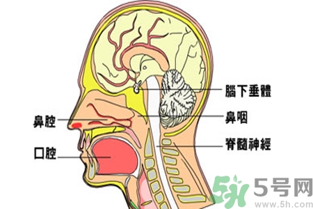 鼻咽癌的治療方法是什么？鼻咽癌可以用什么藥物治療？