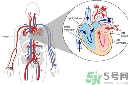 先天性心臟病發(fā)病原因是什么？