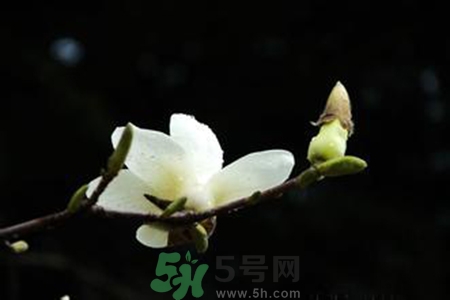 優(yōu)曇花是什么花？優(yōu)曇花現(xiàn)實中有嗎？