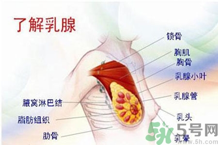 乳頭為什么會(huì)疼痛？乳頭疼痛怎么辦？