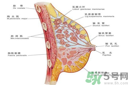 如何預(yù)防女性乳頭痛？女性需注意乳房的哪些問題？