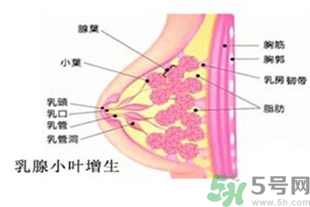 乳房脹痛的原因？乳房脹痛怎么辦？