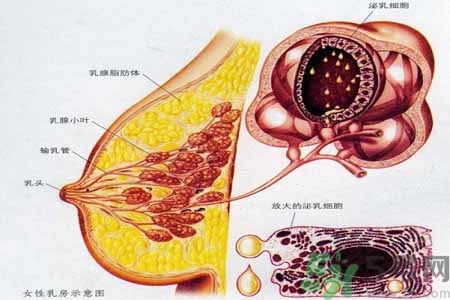 乳腺增生可以懷孕嗎？如何預(yù)防乳腺增生？