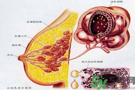 乳腺增生治療方法是什么？乳腺增生的檢查方法有哪些？