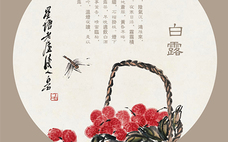 白露可以種什么菜？白露過后能種植什么蔬菜？