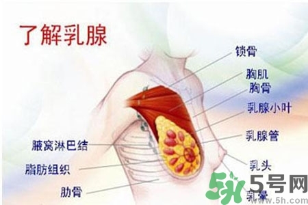 乳房上有硬塊怎么辦？乳房有硬塊的病因是什么？