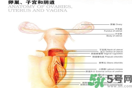 陰道出血和什么有關(guān)？陰道出血的應(yīng)急措施有哪些？