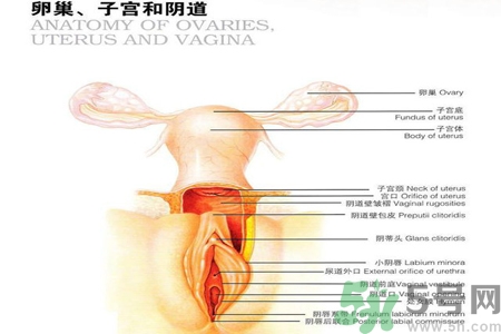 陰道干澀的原因是什么？陰道干澀怎么辦？