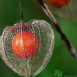 紅姑娘吃多了會(huì)怎樣？吃野生紅姑娘的好處和壞處