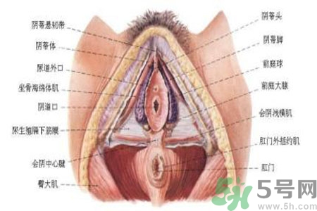 外陰瘙癢怎么回事？外陰瘙癢的原因是什么？