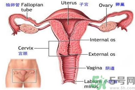 引起外陰瘙癢的疾病有哪些？治療外陰瘙癢的偏方有哪些？